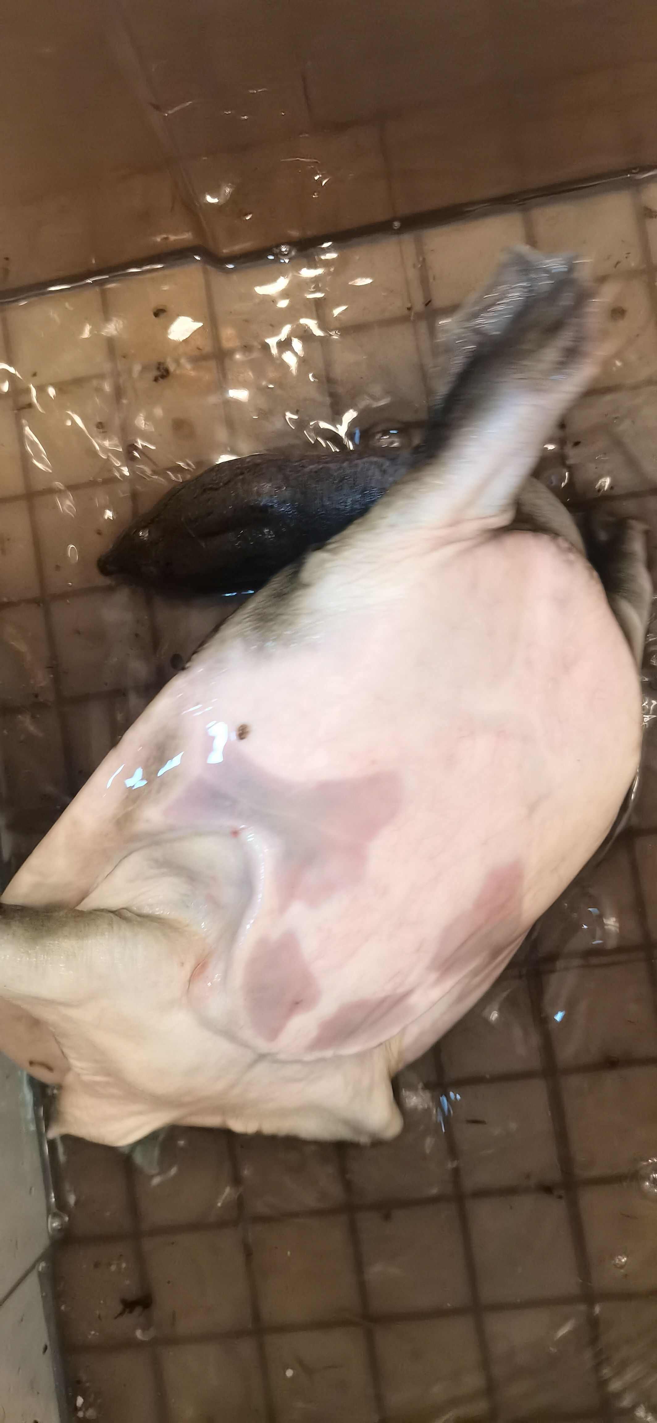 正品甲鱼河沟里的老鳖