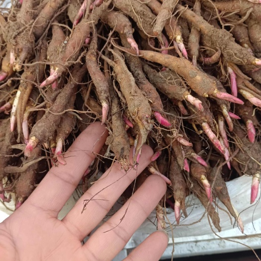 白芍种苗