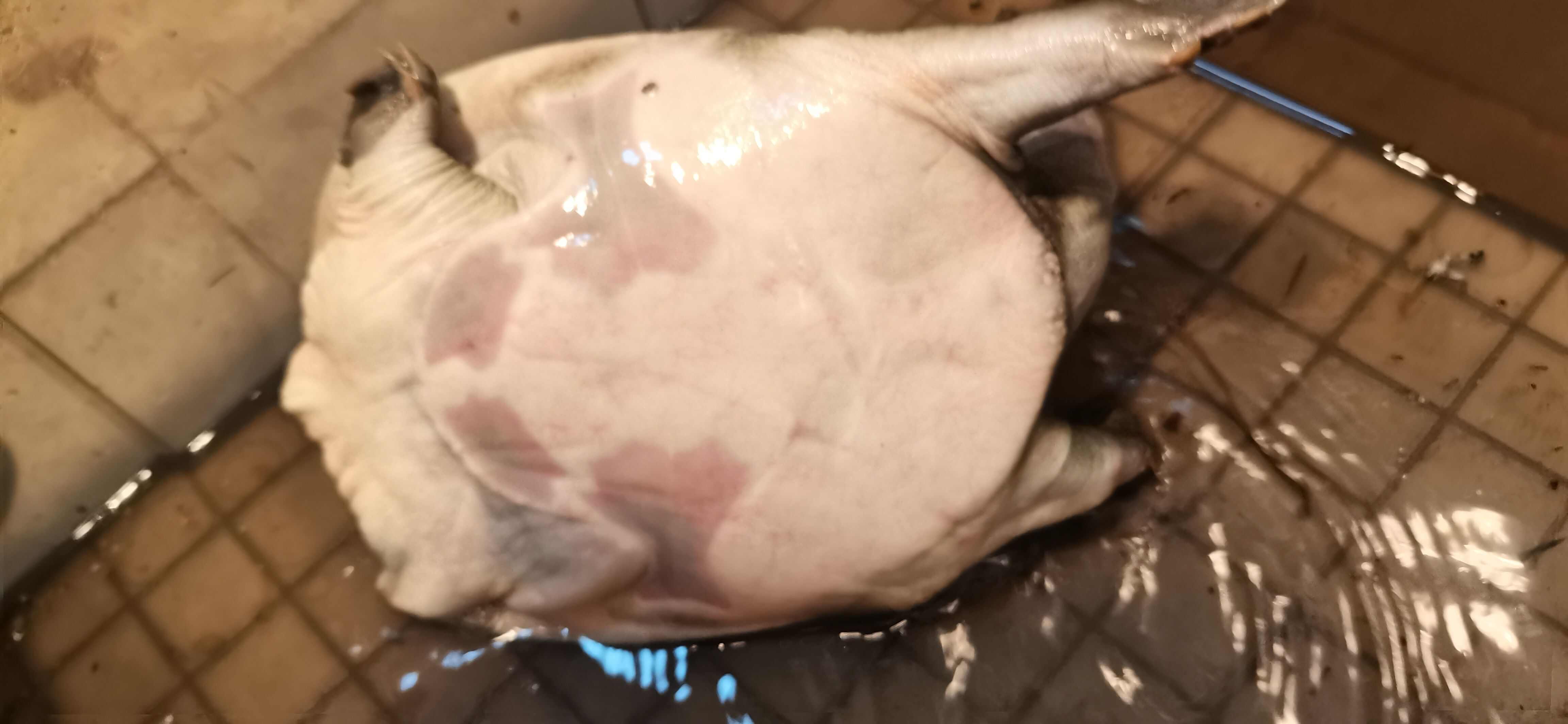 正品甲鱼河沟里的老鳖