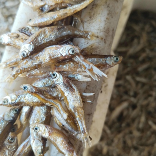 合浦县干炸小公鱼 不开肚白肖油
