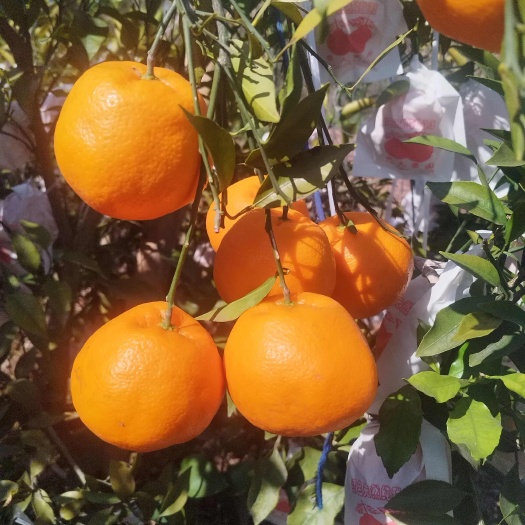 简阳市自家果园自然熟精品耙耙柑