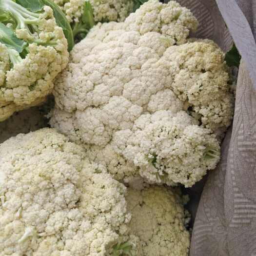 龙港货源充足