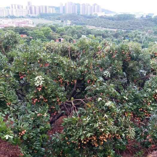 东莞市东莞厚街荔枝 糯米糍  桂味