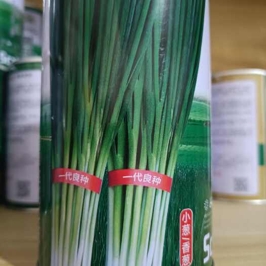 济南细叶外运香葱种子，颜色浓绿，直立性好