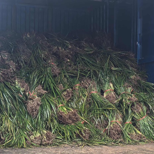 苍溪县石菖蒲种苗优质品种