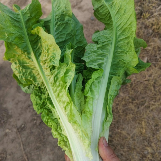 枝江市湖北枝江油麦菜，一手货源，新鲜现砍