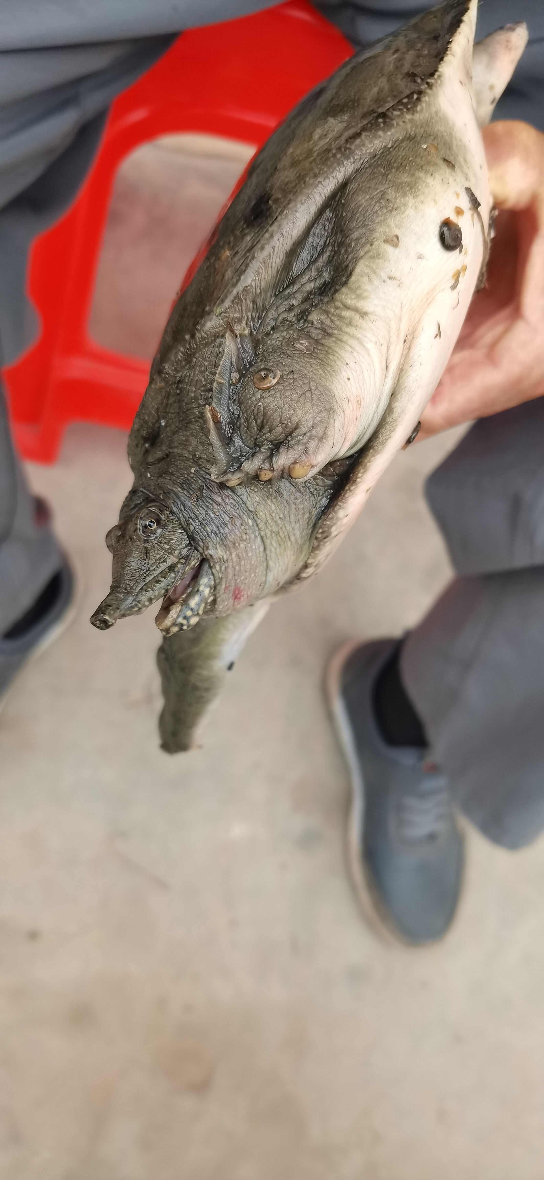 正品甲鱼河沟里的老鳖
