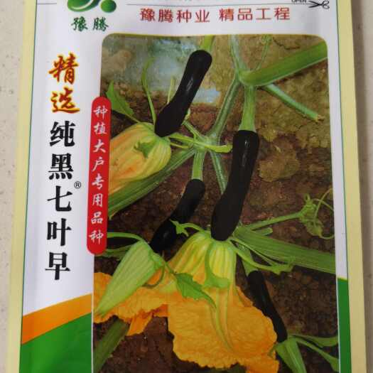 泌阳县精选纯黑七叶早南瓜种子抗病种植大户专用品种黑青南瓜早熟品种