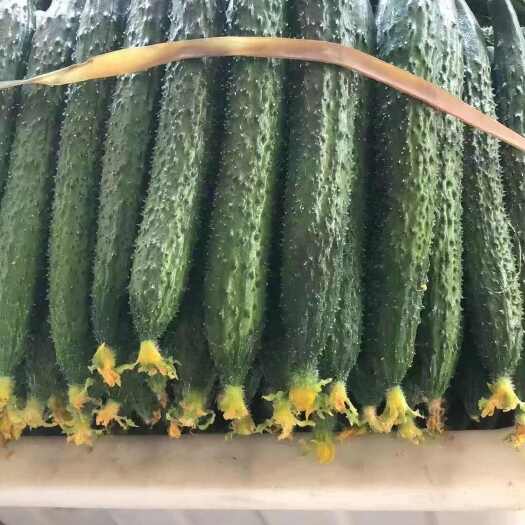 夏邑县密刺黄瓜