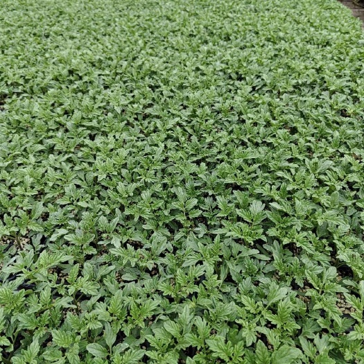 广饶县各类蔬菜种苗