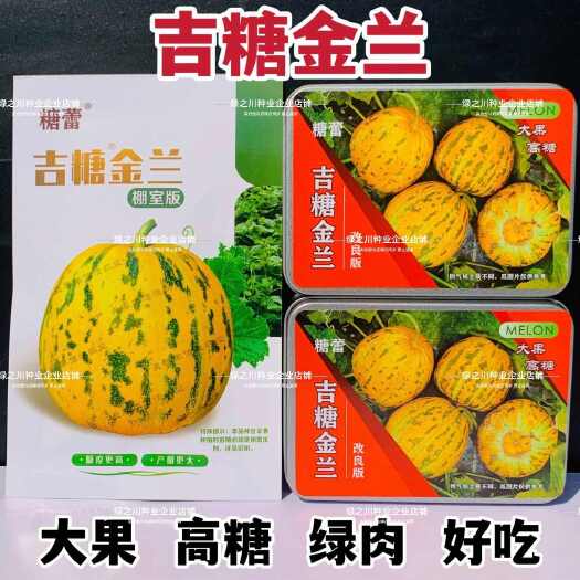 沭阳县吉糖金兰甜瓜种子大果高糖绿肉八里香甜瓜种子棚室露天种植香瓜种
