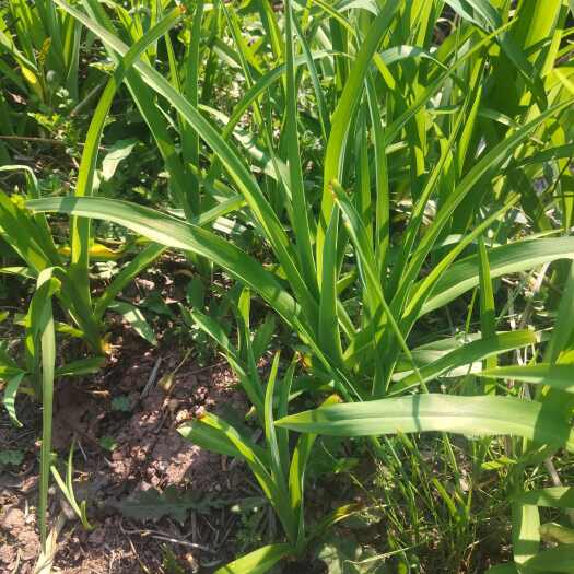 奉节野黄花菜种苗