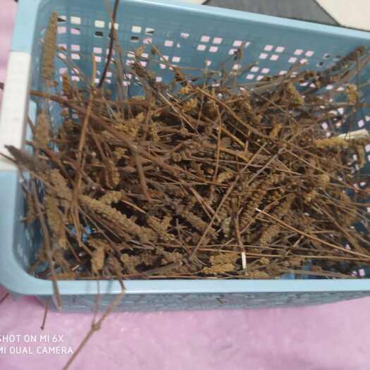 平陆县一手货中条山荆芥