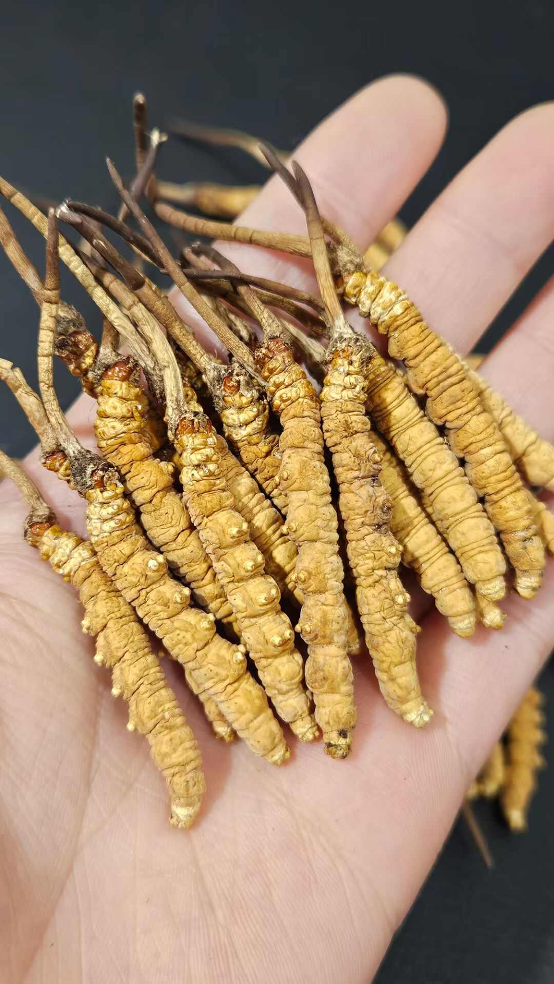 西宁个个精品 最 低价冬虫夏草 【半】