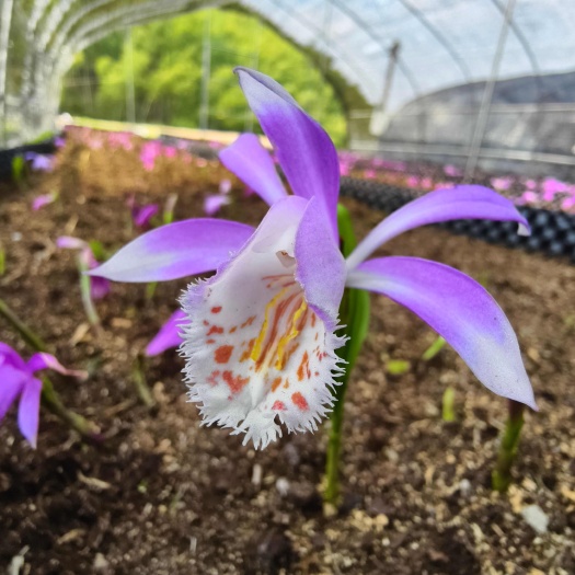 冰球子种苗，多芽大叶紫花品种，提供种植技术指导