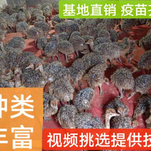 长沙非洲鸵鸟苗批发，好饲养长势快疫苗齐全批发价