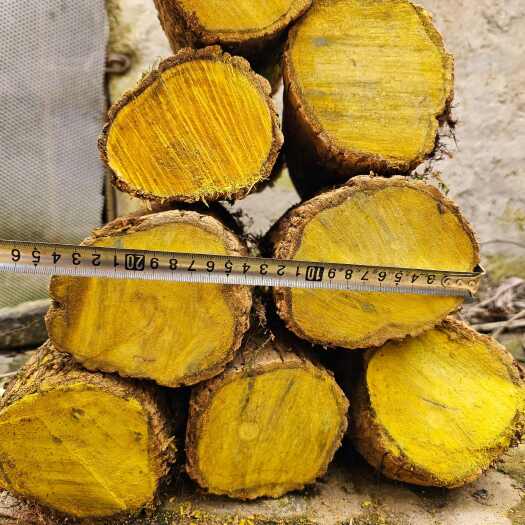 云南十大功劳中药材  土黄莲  刺黄芩