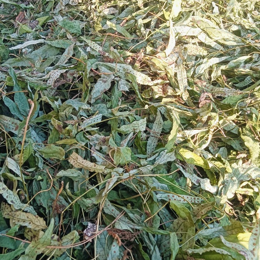 宁强县金鸡脚干货鸭脚草鹅掌金中药材产地批发价直发