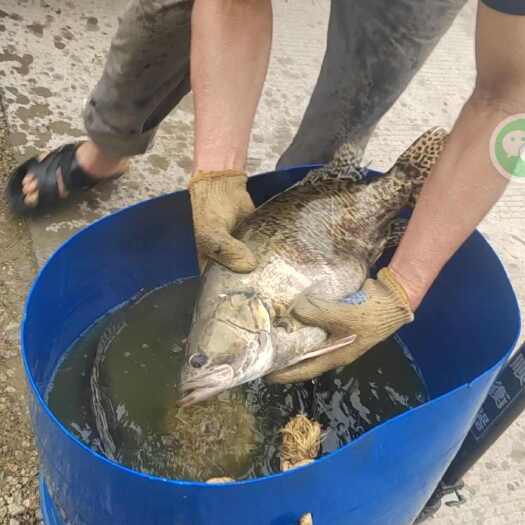 南宁广西区内常年供应各种规格活鱼，桂花鱼 鳜鱼 鲈鱼