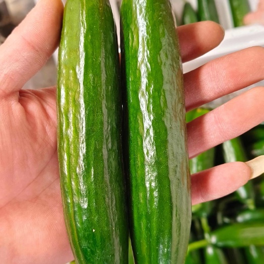菏泽精品水果黄瓜产区直发，大量有货，保质保量。。。