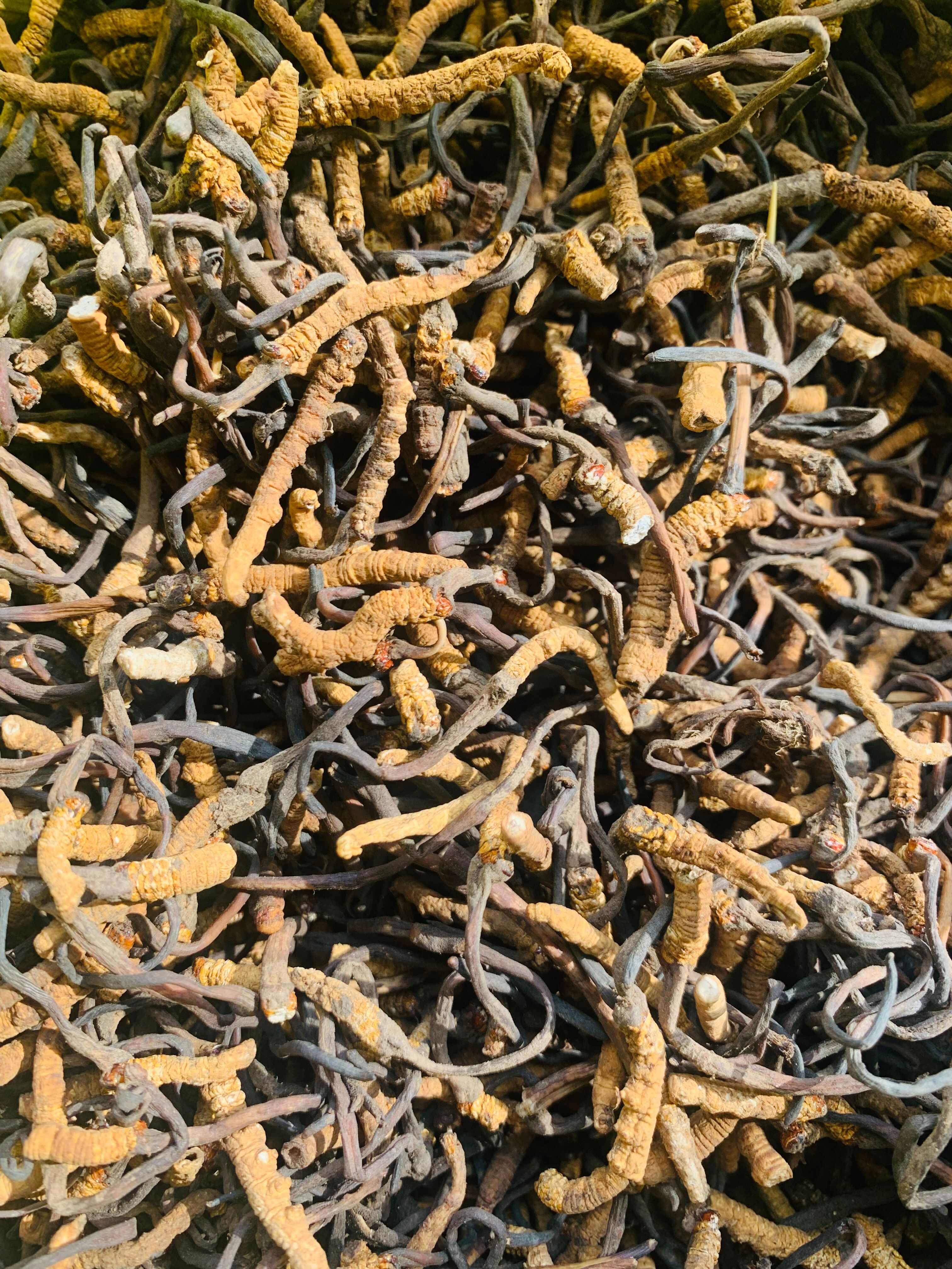 冬虫夏草 带把断草 药厂直供泡酒打粉选  自用高性价比