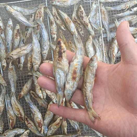费县火陪麦穗8公分左右