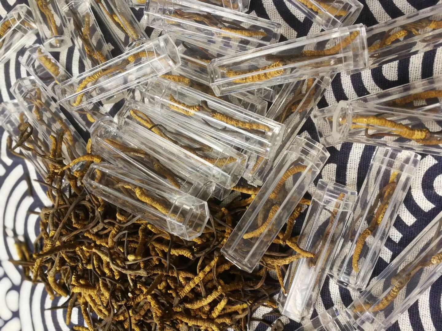 冬虫夏草 玉树精选小草  个个饱满  假一赔十  底价走量