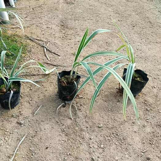 银边山管兰市政工程袋苗自家基地种植