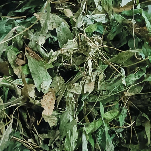 宁强县金鸡脚中草药鸭掌草客家新鲜晒干鹅掌金产地直发批发价