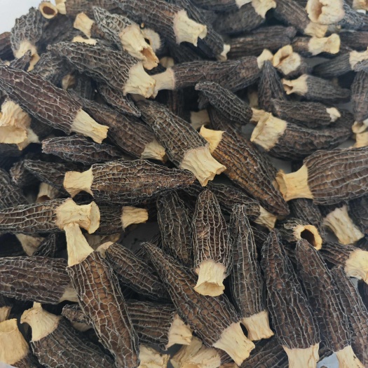 宝丰县羊肚菌干货各种规格
