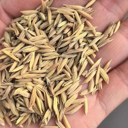 有些有瘪的，有些很干净，香稻价格130元，有些是中稻有些晚稻