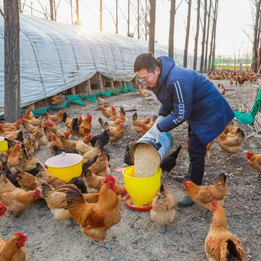 淮北品质随时抽检老母鸡黄油老母鸡炖汤老母鸡淮南草三色腿