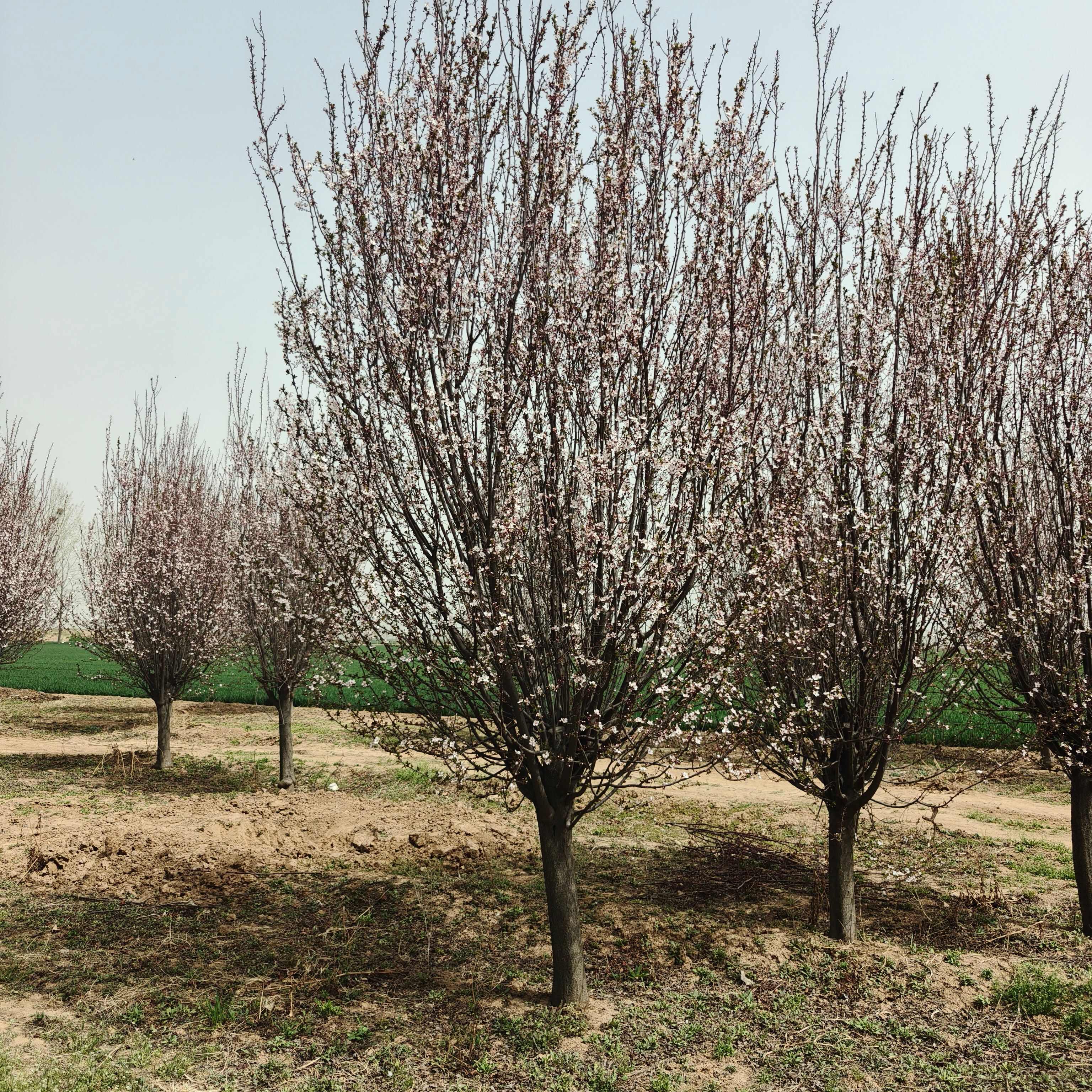 山东济宁嘉祥供应优质红叶李苗木花草乔木批发零售
