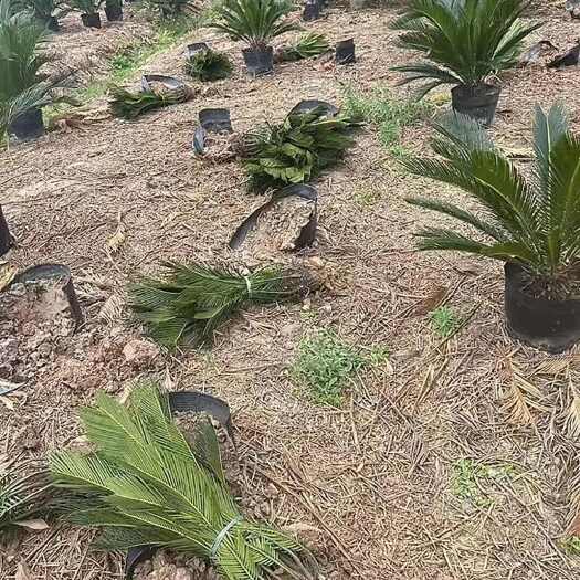 泾阳县陕西咸阳优质铁树苏铁苗木批发零售 泾阳基地直供