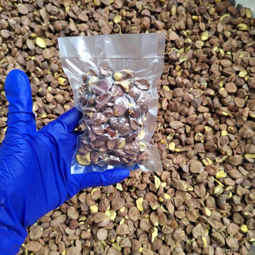 宜黄县特产地茶籽批发江西高山茶油压榨山柚油料油茶籽干籽去壳油茶籽仁