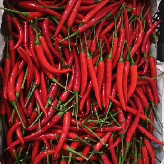 昆明云南小米椒，颜色上乘，欢迎老板抢购。