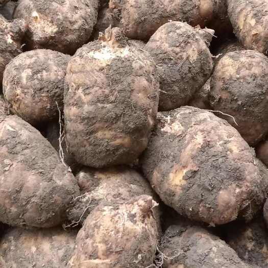 彝良县小草坝乌天麻