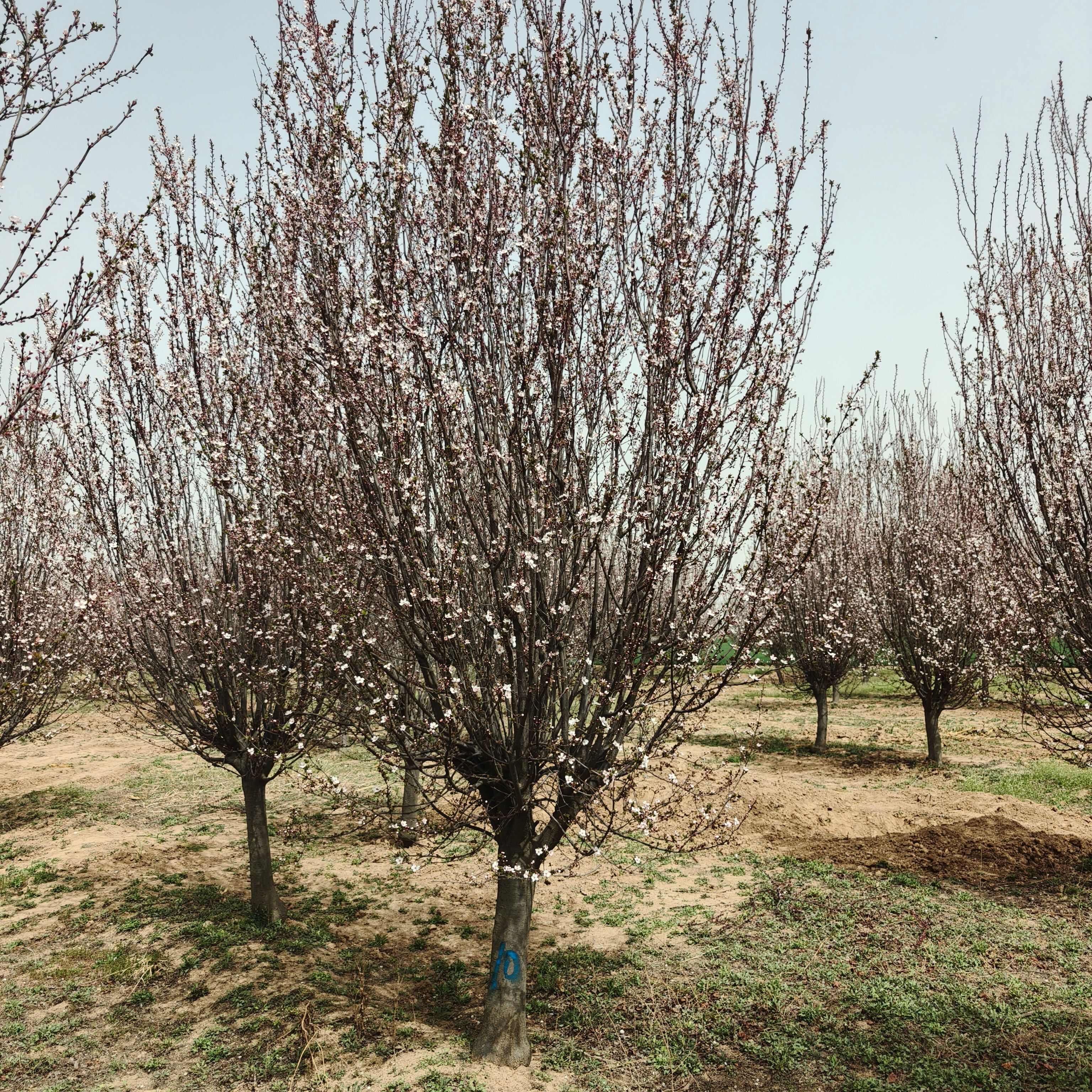 山东济宁嘉祥供应优质红叶李苗木花草乔木批发零售