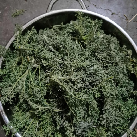 山西晋城新鲜麦蒿野菜 泽州县直发 当季绿色蔬菜