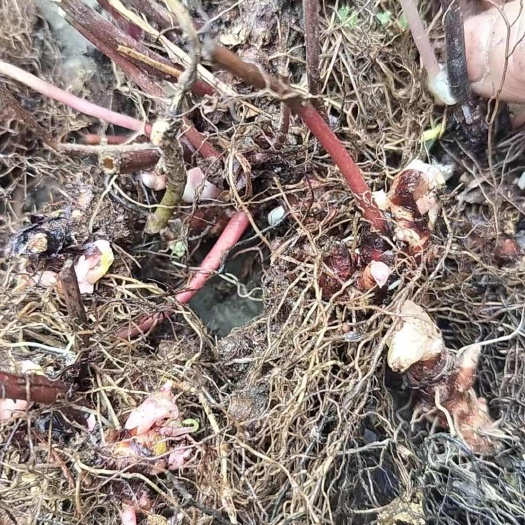 凤凰县淫羊藿种苗