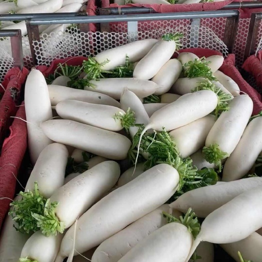 射洪市四川射洪精品白萝卜