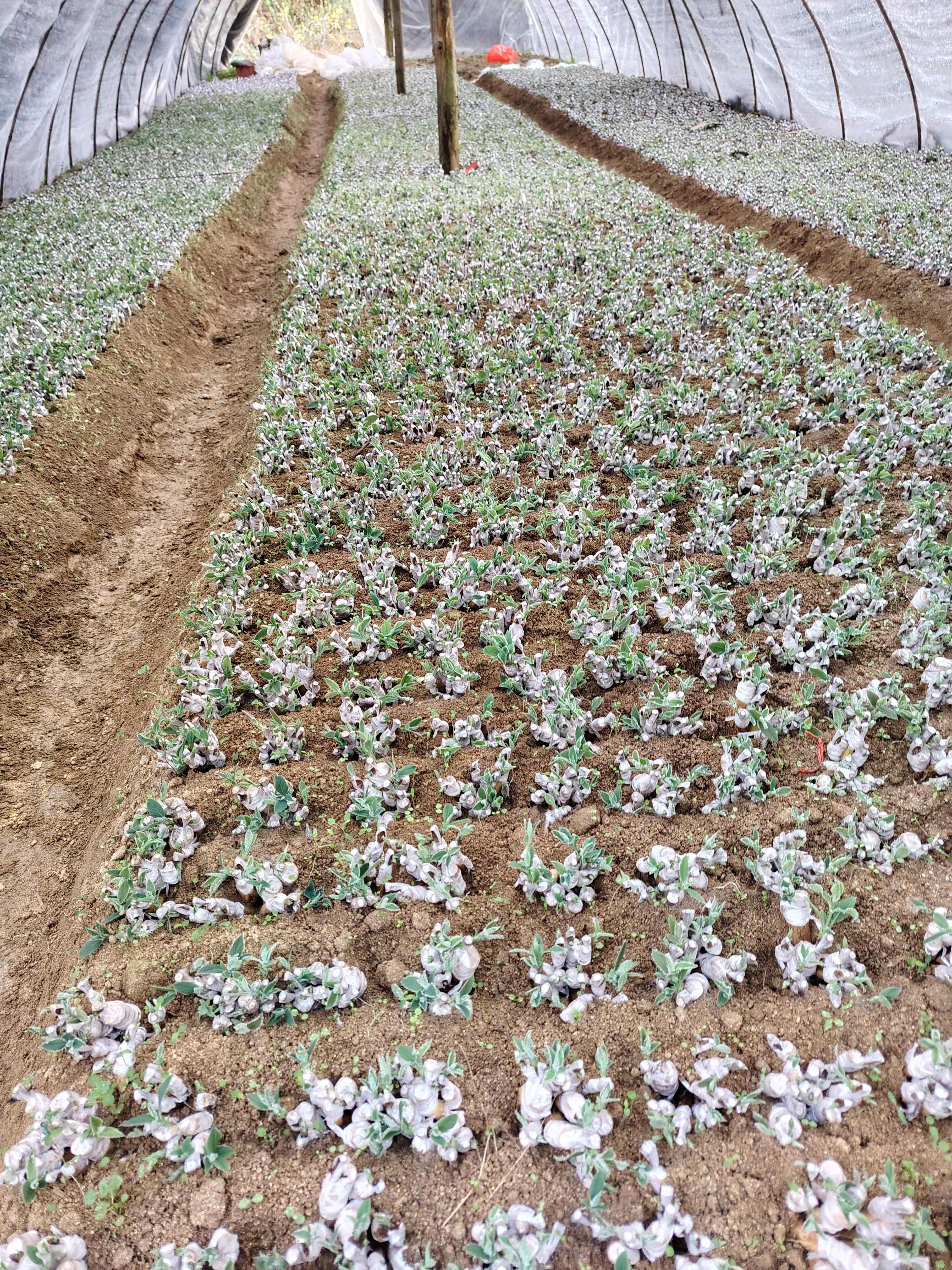 湘蕾5号金银花寸苗