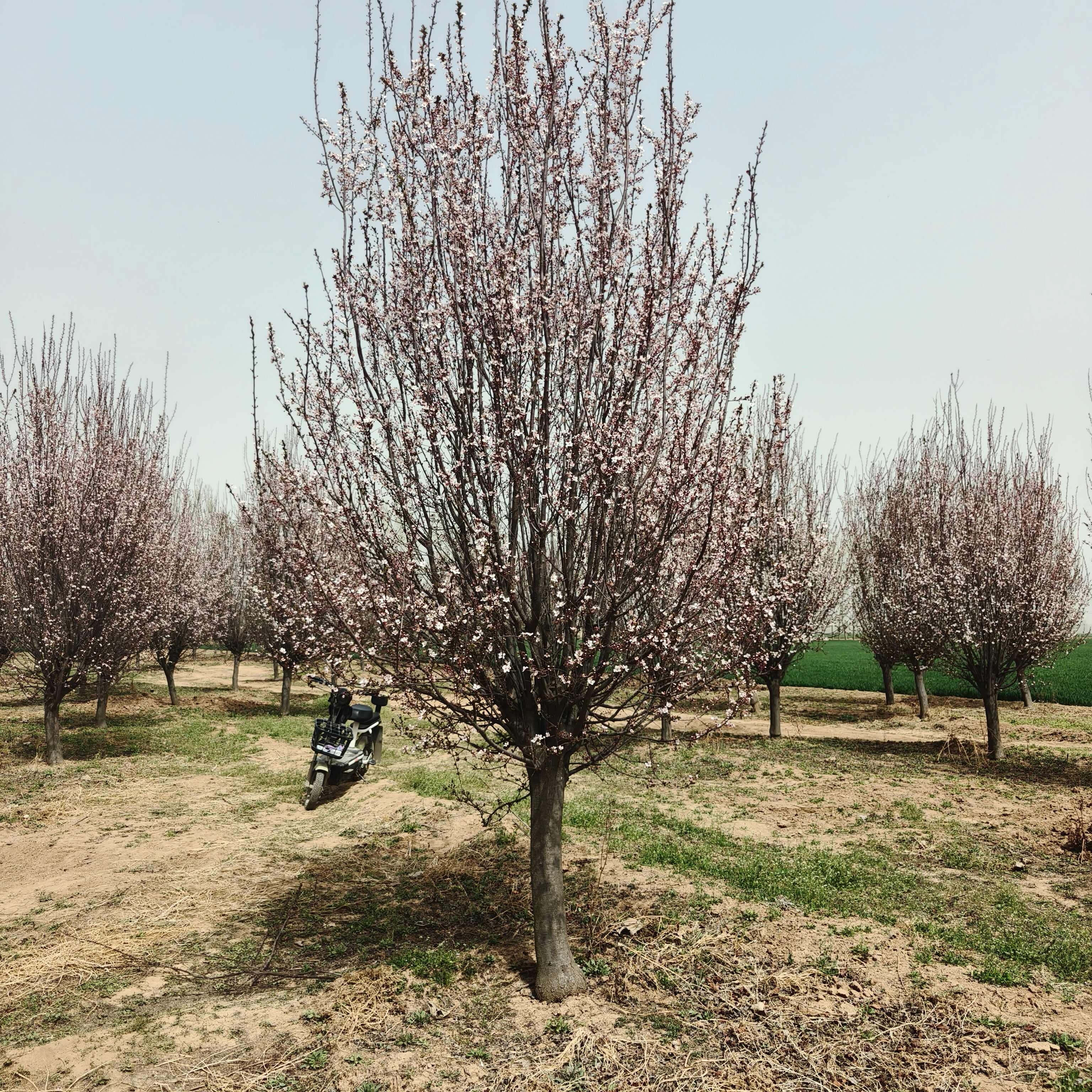 山东济宁嘉祥供应优质红叶李苗木花草乔木批发零售
