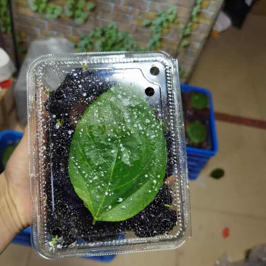 惠州桑椹，