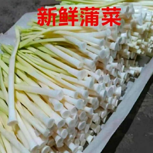 淮安淮安蒲菜