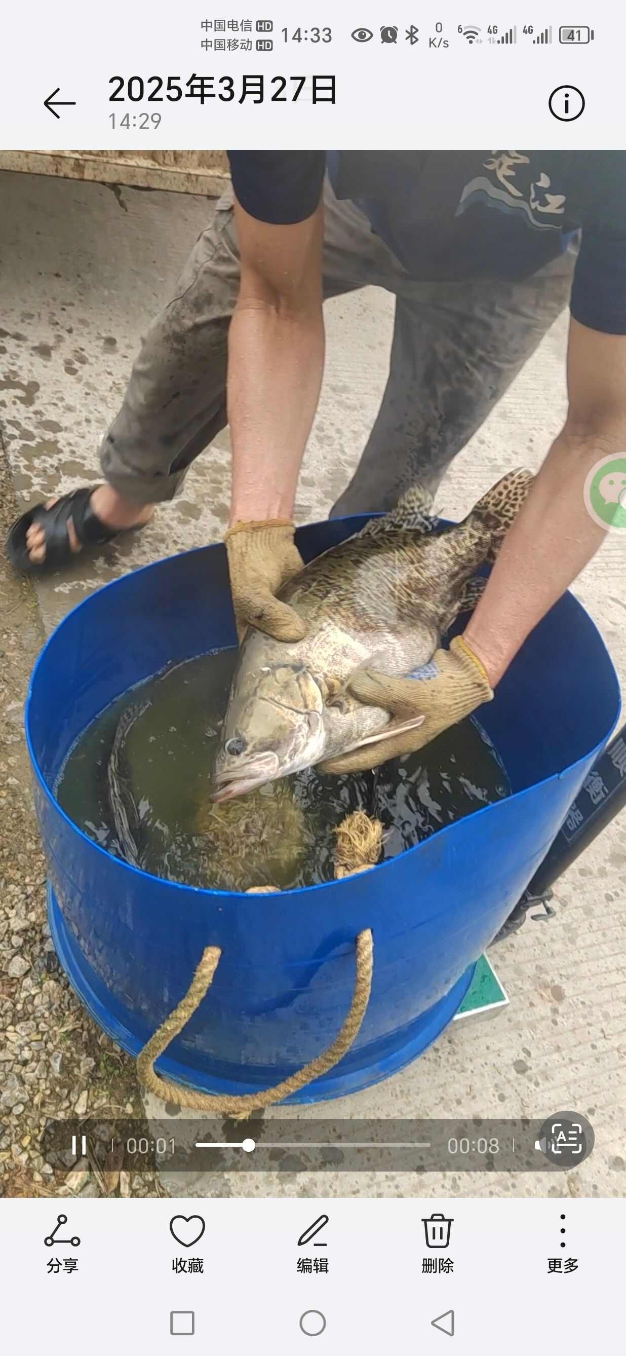 广西区内送达 塘口直供 鳜鱼，鲈鱼 桂花鱼