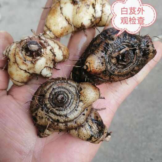 沅陵县湖南白芨（紫兰、白及），天然生长，农夫采挖，一手货源 直批！
