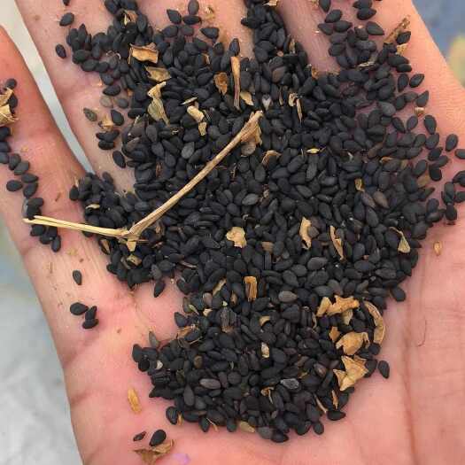 江西黑芝麻批发国产黑芝麻带皮榨油生芝麻油药材胡麻食用黑芝麻丸