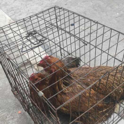 惠州土鸡，麻麻鸡，自家养的，有一百开只