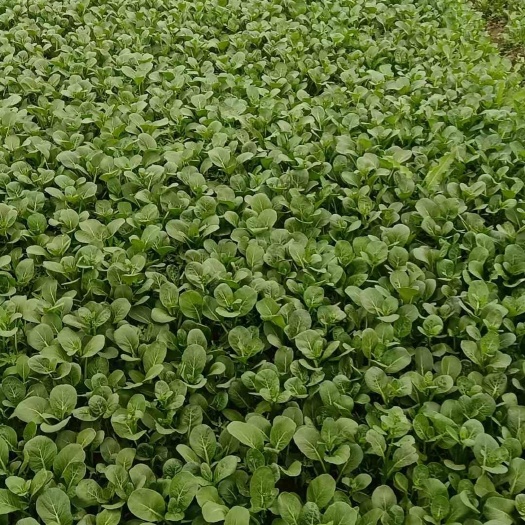 武汉广东菜心